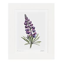 ‘Lupin’ 10” x 12” Fine Art Print