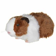 Brown & White Guinea Pig with Sound