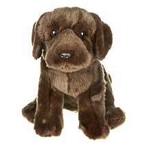 Chocolate Labrador Dog