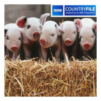 Country File – Gloucester Old Spot Piglets Greetings Card