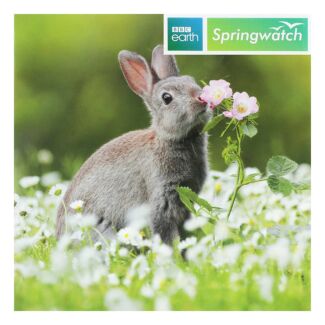 Springwatch – European Rabbit Greetings Card