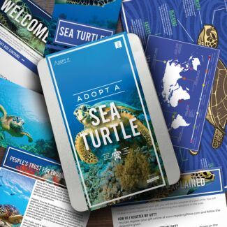 Adopt a Sea Turtle