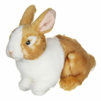 Ginger & White Pet Rabbit