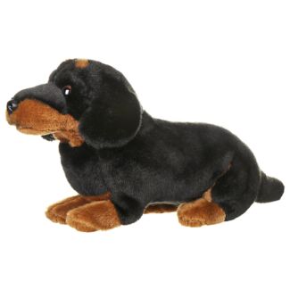 Dachshund Dog