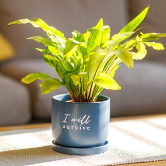Country Living I Will Survive Ceramic Plant Pot